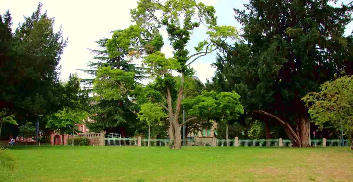 10 Tips on Making Sure Your Trees Stay Healthy Part II featured image.jpg