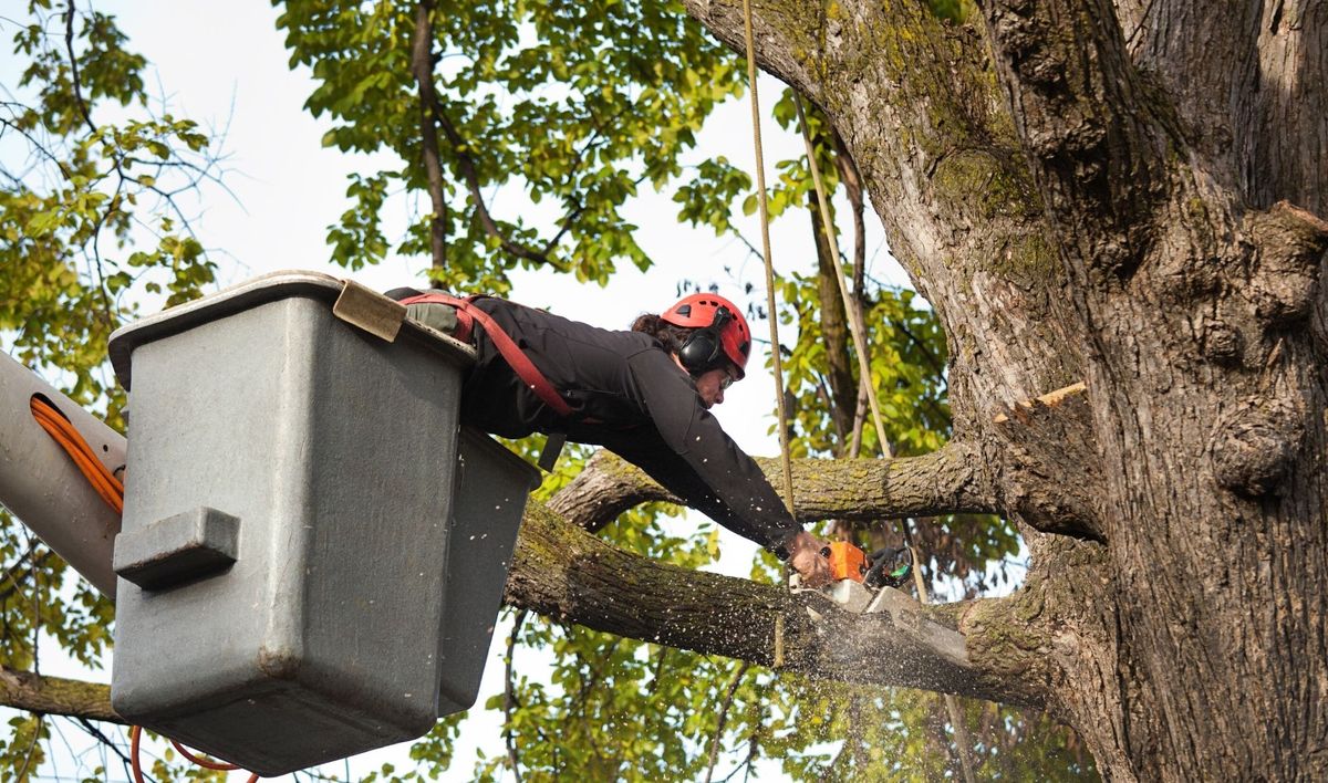 Hero Picture - When To Call a Tree Service Professional.jpg