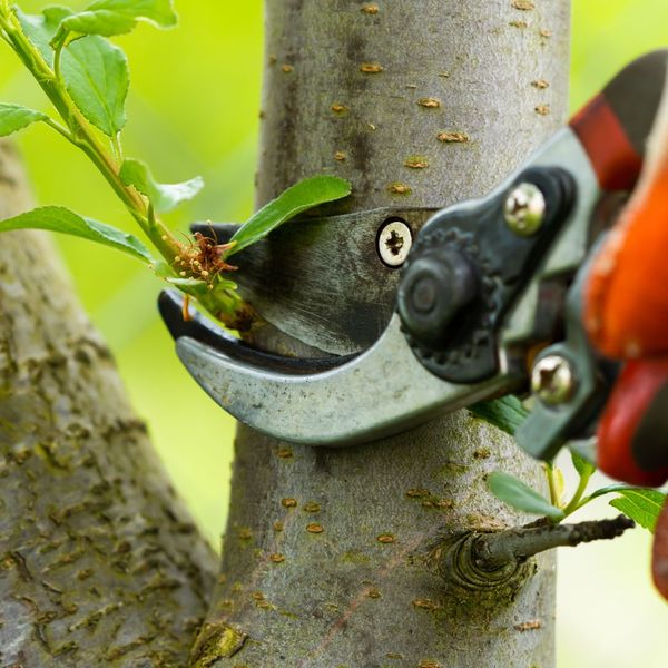 A set of pruners clipping a tree.