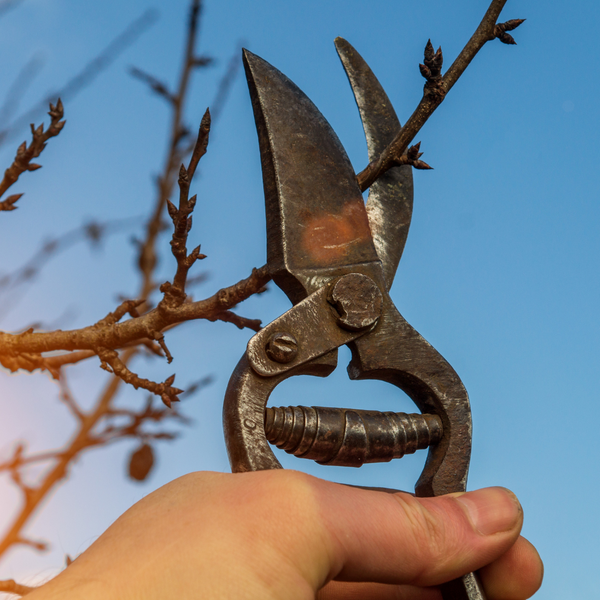 Local Tree Pruning Services_ When and Why They%E2%80%99re Essential 1.png
