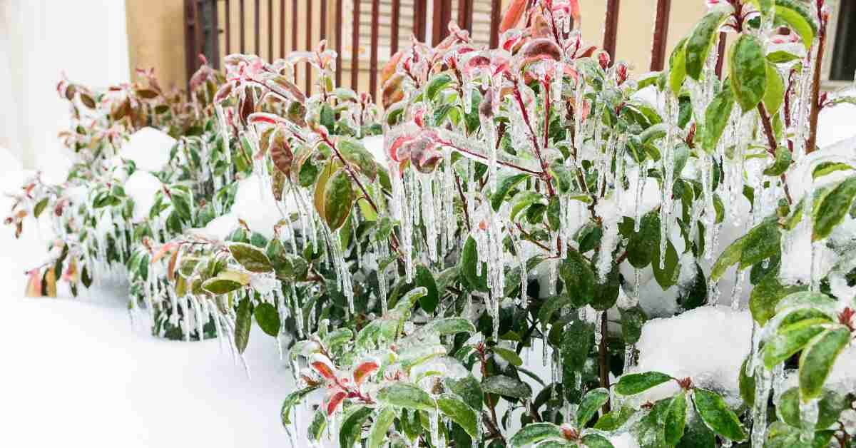 How to Protect Your Trees and Shrubs from Ice featured image.jpg