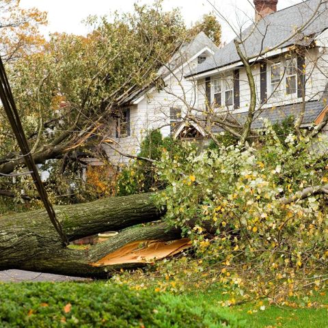 Potential Property Damage - When To Call a Tree Service Professional.jpg