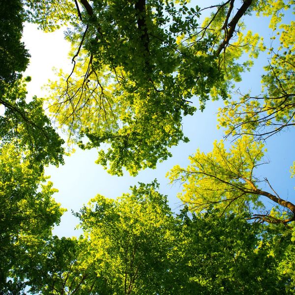 A view of the sky behind a canopy of trees