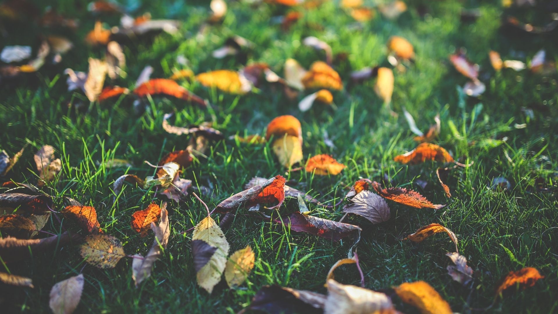 The Benefits of Hiring a Landscape Maintenance Professional.jpg