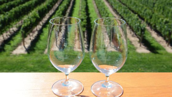 wine glasses overlooking a vinyard
