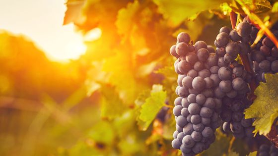 grapes on a grape vine in a vineyard