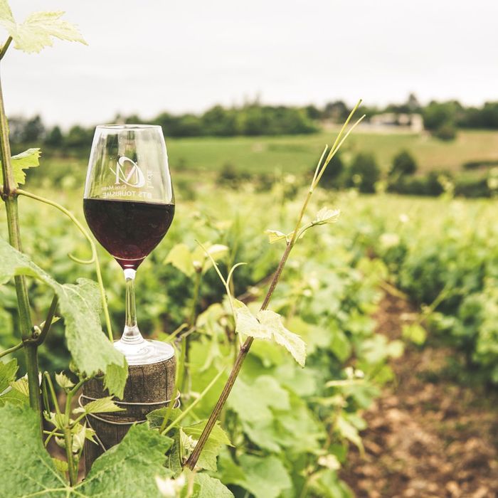 wine glass by grape vines wine glass by grape vines
