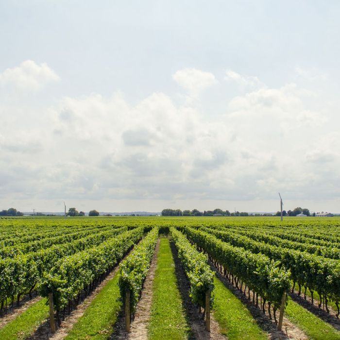 beautiful view of a vineyard
