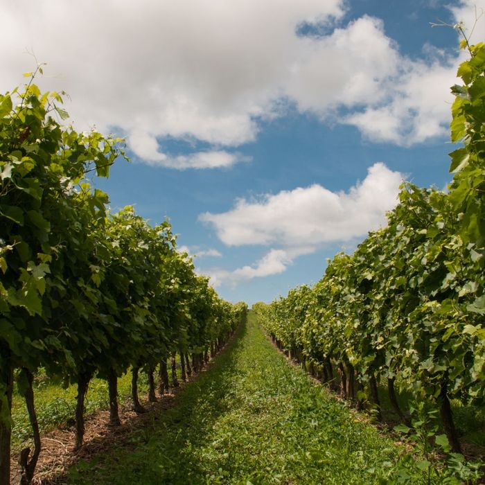 beautiful vineyard beautiful vineyard