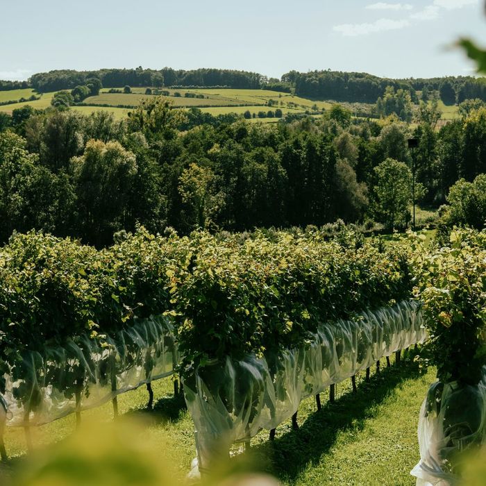 scenic vineyard scenic vineyard