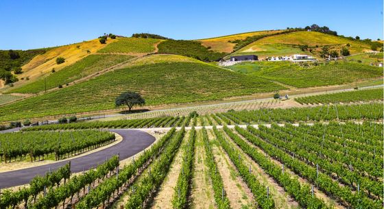 California Wine Country