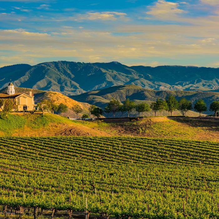 Landscape and vineyard in California
