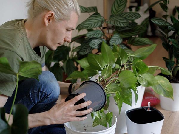 man enjoying repotting his houseplants