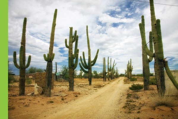 cactus along a dirt road