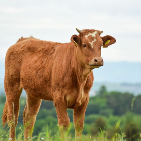 brown cow in a field brown cow in a field