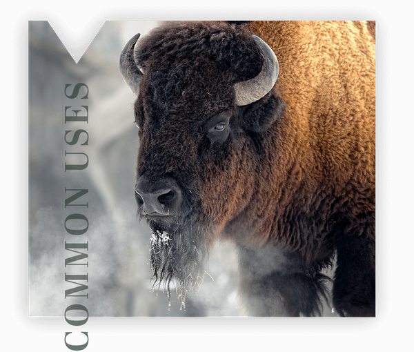 Common Uses of Bison Leather Text with Bison Image