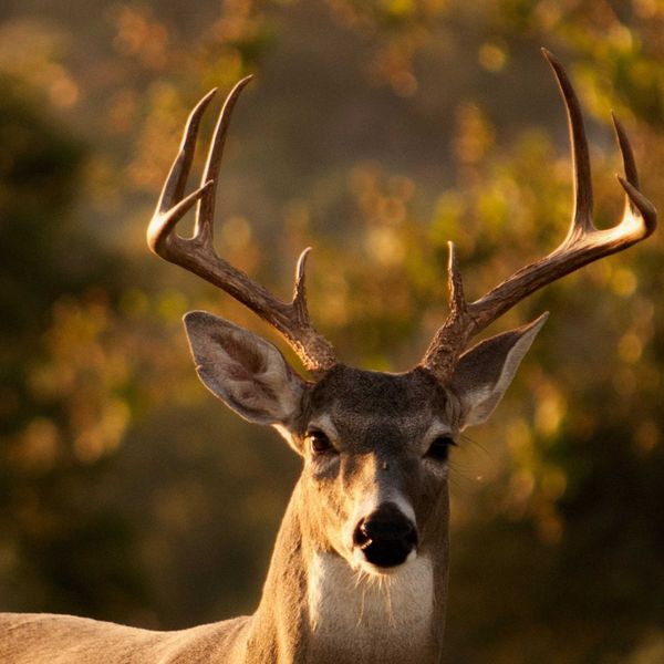 close up of a male deer