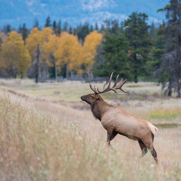 elk on a hill