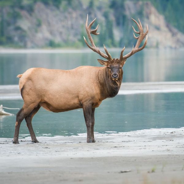 elk by river