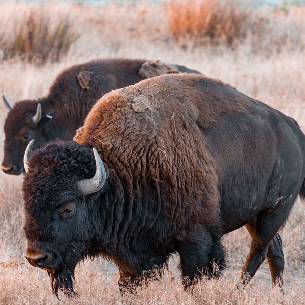 two bison in a field