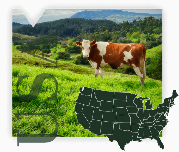 USA Text with Cow Image