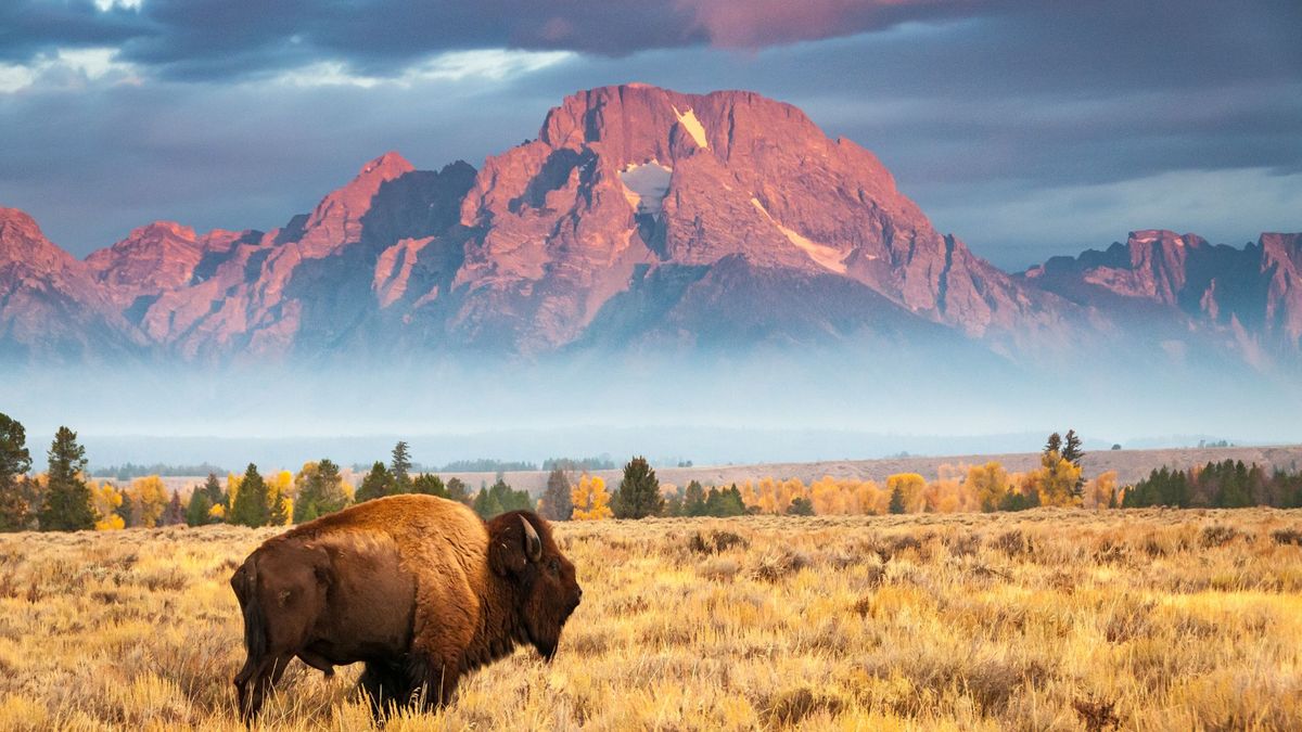 bison in front of mountain