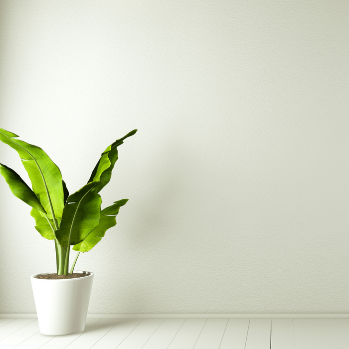 A house plant sitting against a white wall