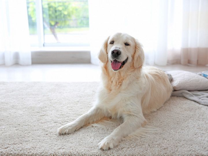 happy dog on carpet