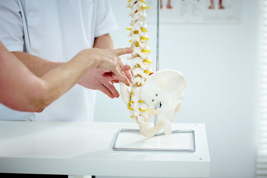 chiropractor pointing at model of spine