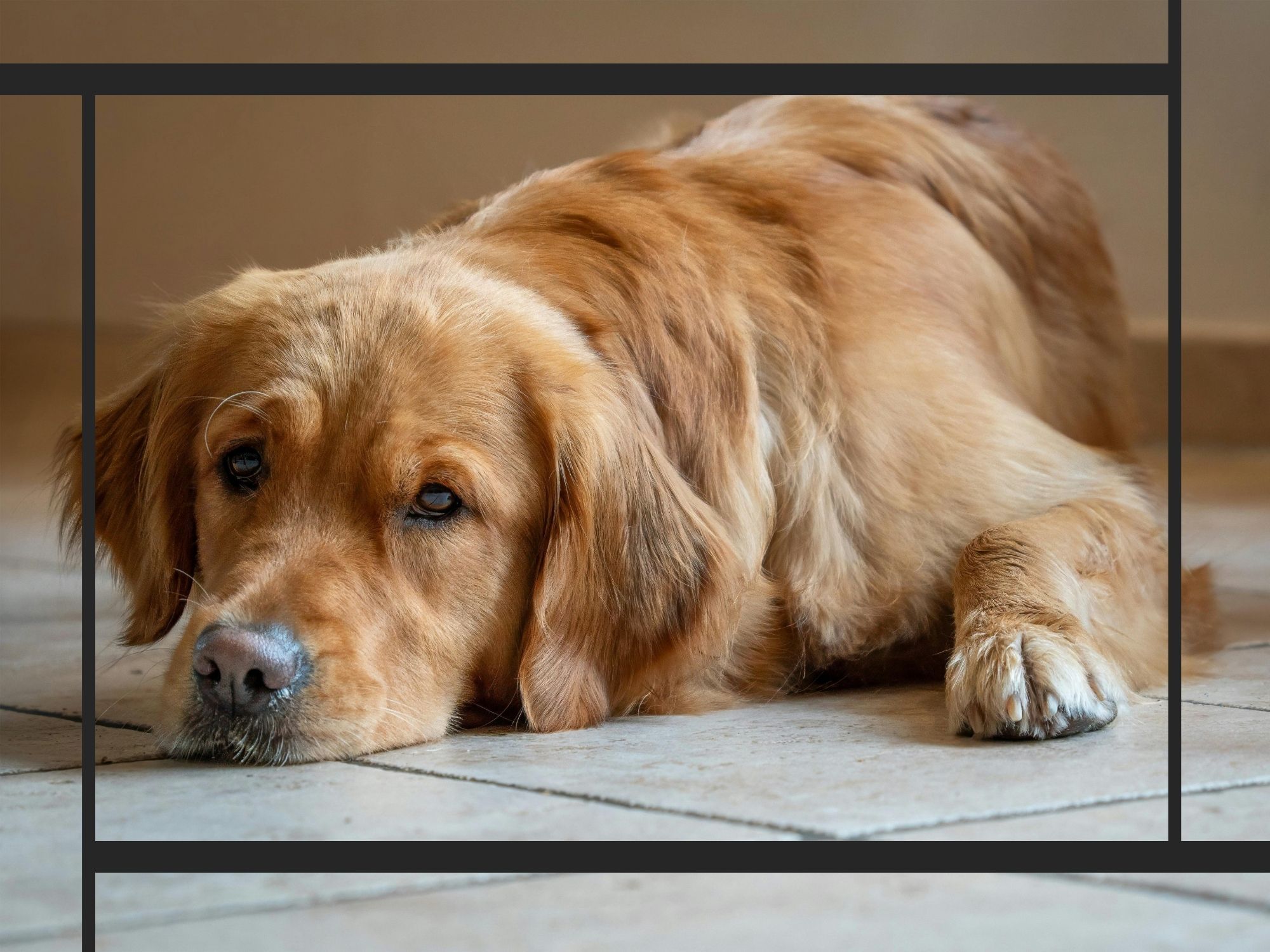 A high-quality indoor portrait of a loyal Golden Retriever lying calmly on a neutral-toned tile floor