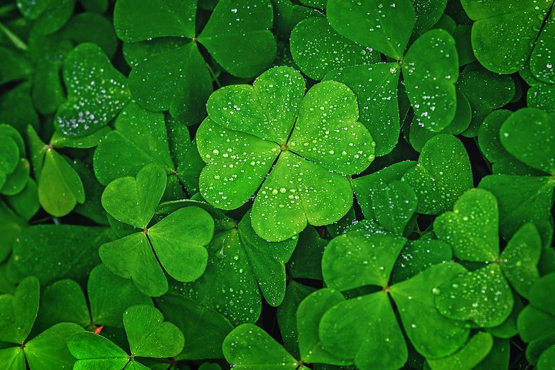 Close-up of a four-leaf clover among three-leaf clovers, symbolizing luck, good fortune, and financial optimism