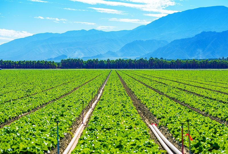 Green farmland with irrigation pipes in SW US, framed by a backdrop of blue mountains