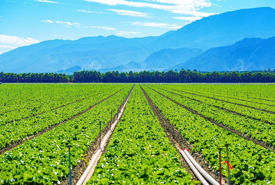 Green farmland with irrigation pipes in SW US, framed by a backdrop of blue mountains