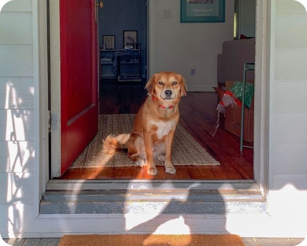a dog sits at the doorway of new home