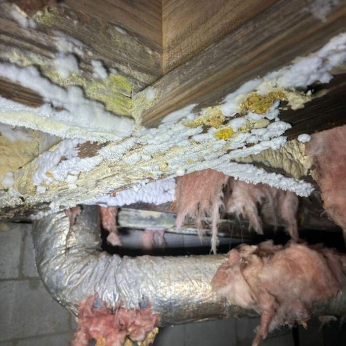 mold growth in crawlspace