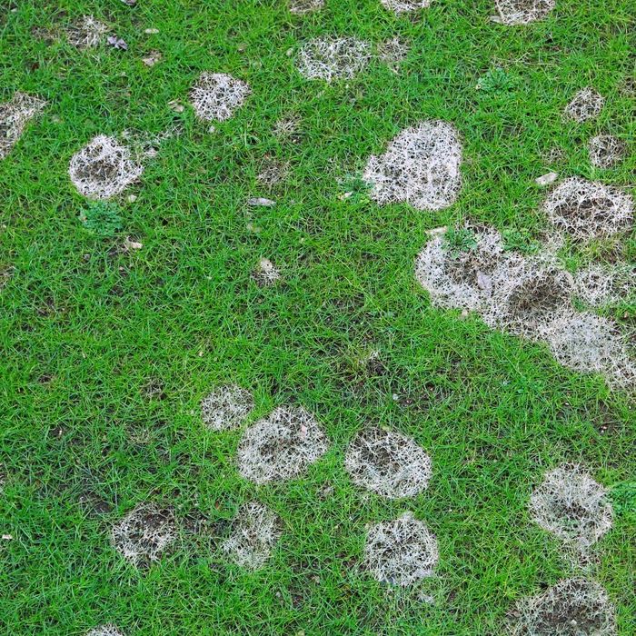 Is It Time for a French Drain_ Spot the Signs Early4.jpg
