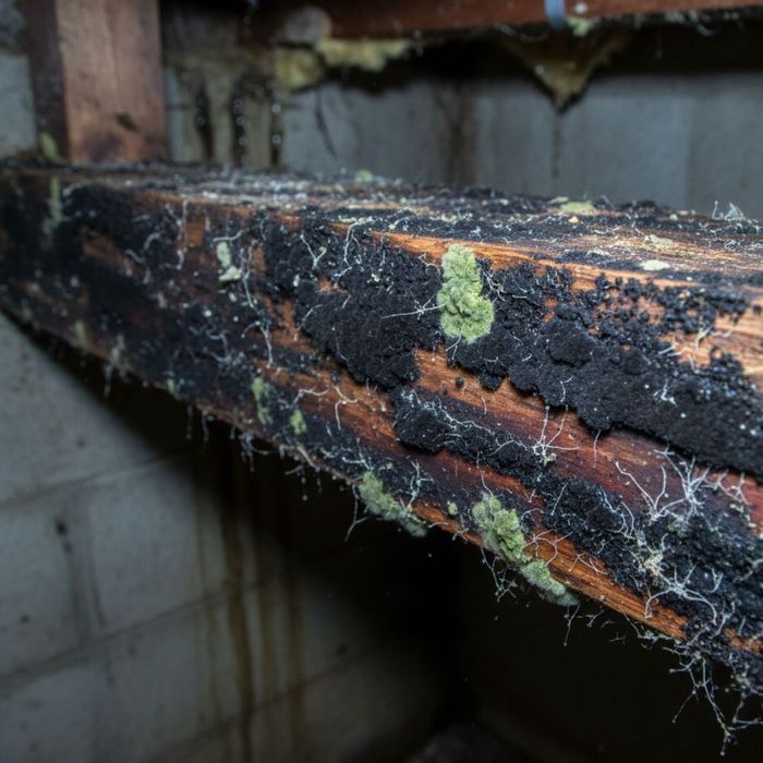The Dangers of Mold 2.jpg