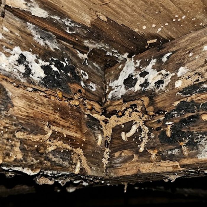 Severe wood rot and mold damage on subfloor timbers
