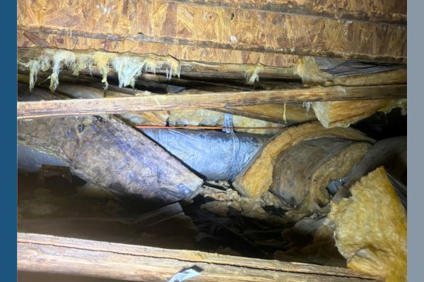 Mold damage in a crawl space
