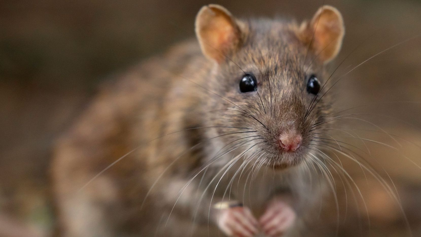 Close-up of a rat in a dark area
