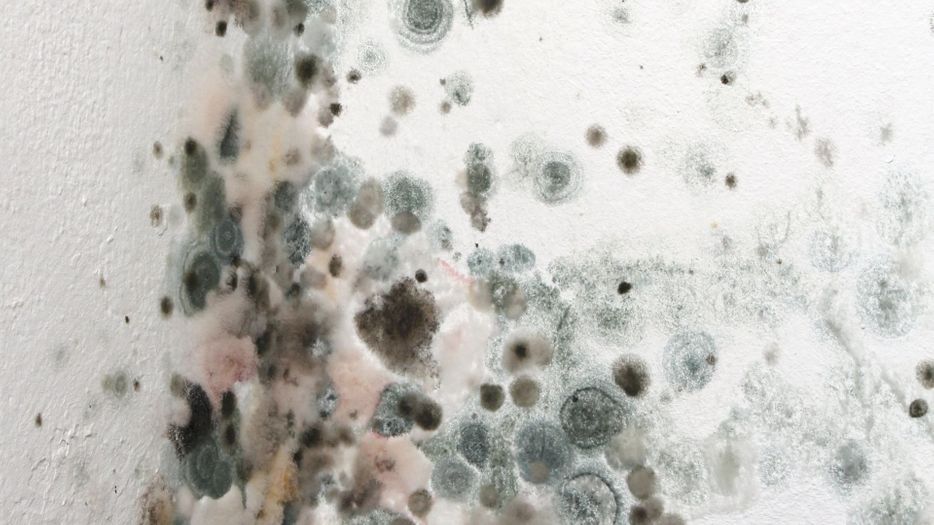 The Dangers of Mold.jpg