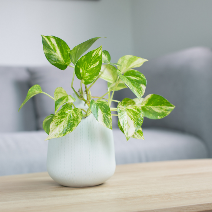 clean air Long-Term Benefits of Mold Remediation1.png