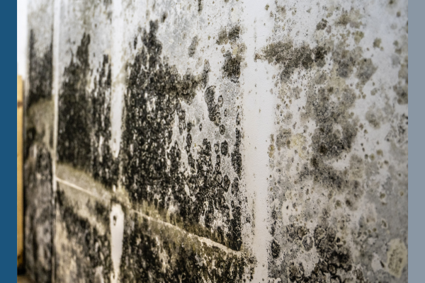 mold on a wall. 