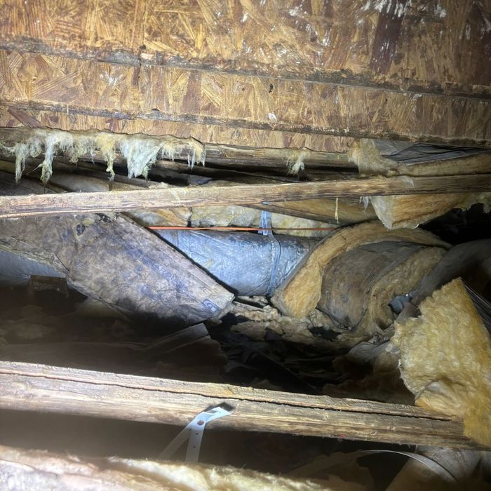 Process of Mold Removal (2).jpg