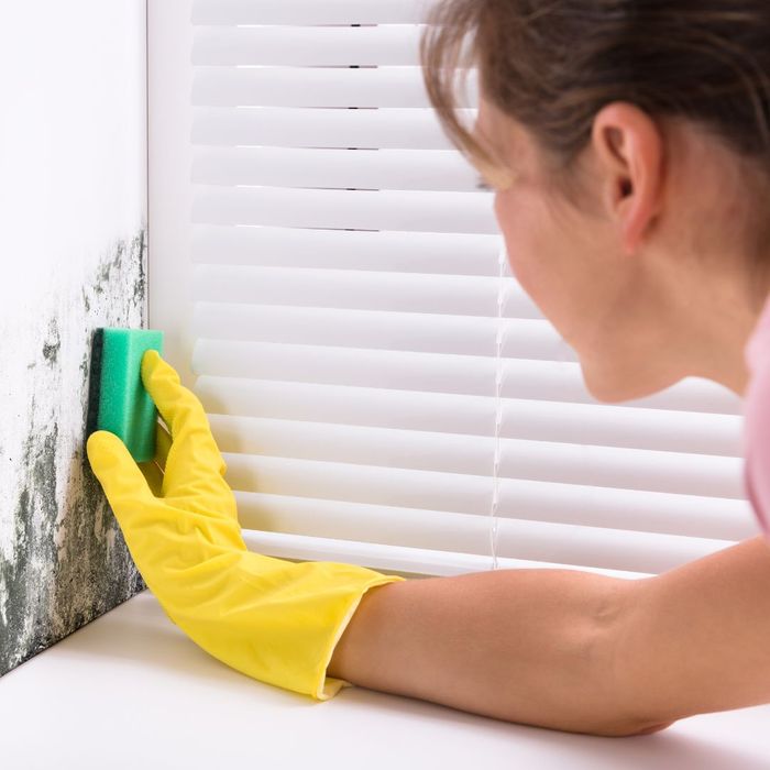 The Dangers of Mold 3.jpg