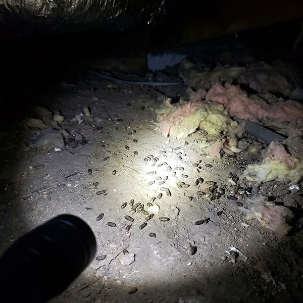 4 Warning Signs Your Home Needs Crawl Space Repair BB Image 4.jpg