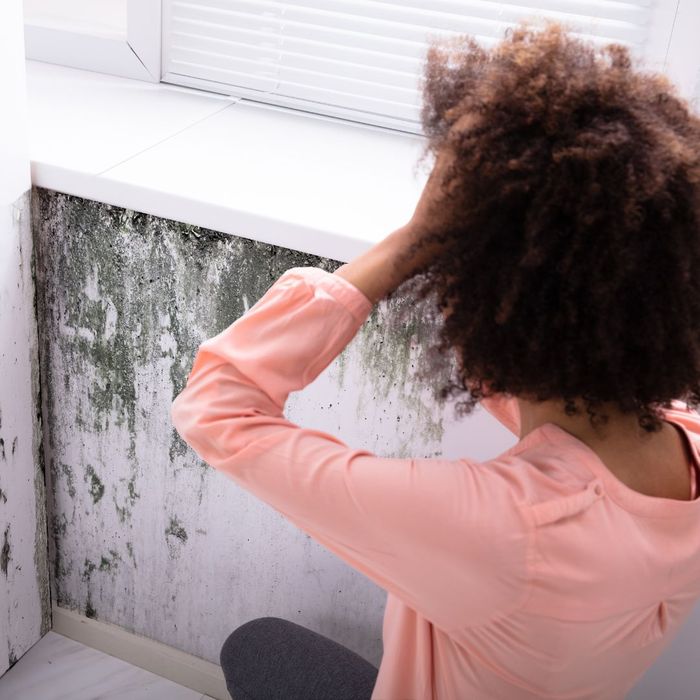 How Mold Remediation Services Can Restore Your Home's Air Quality1.jpg