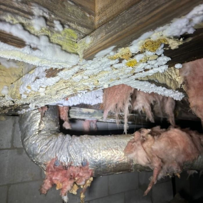 Severe mold and mildew growth covers wooden beams and insulation in a damp, damaged crawl space. Severe mold and mildew growth covers wooden beams and insulation in a damp, damaged crawl space.
