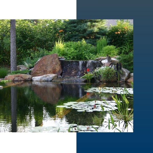 Natural garden pond with lily beds