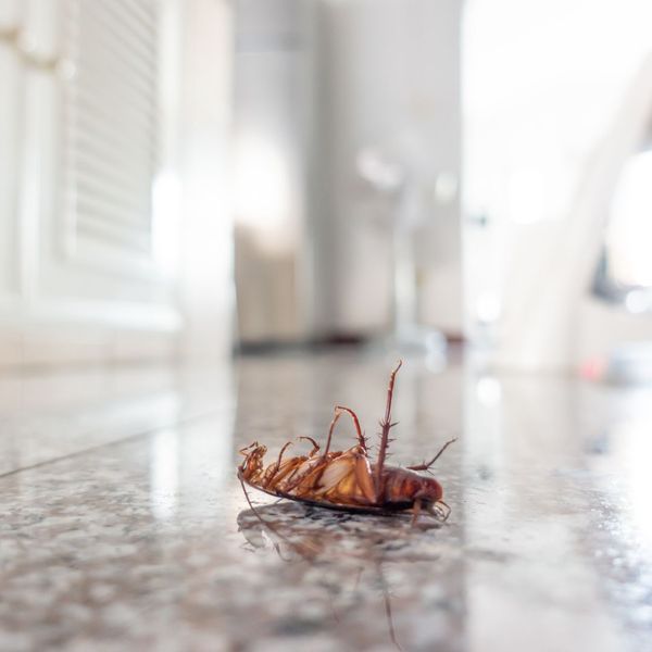 bug in kitchen